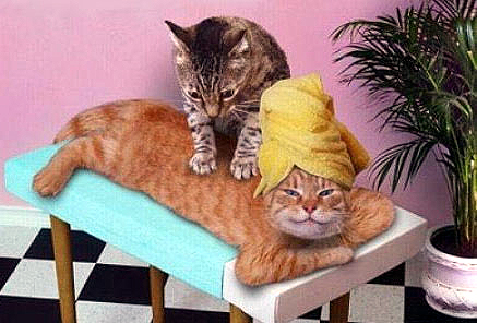 cat_massage.jpg